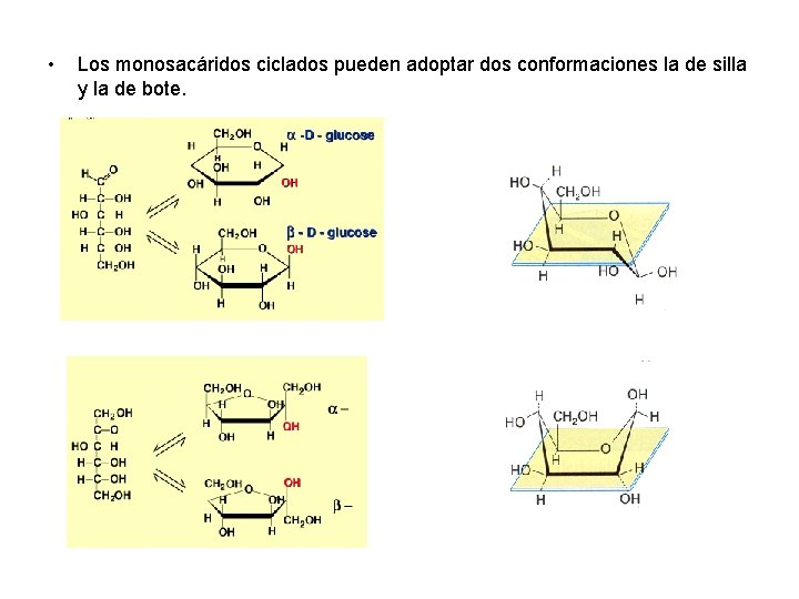  • Los monosacáridos ciclados pueden adoptar dos conformaciones la de silla y la