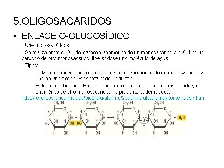 5. OLIGOSACÁRIDOS • ENLACE O-GLUCOSÍDICO - Une monosacáridos. - Se realiza entre el OH
