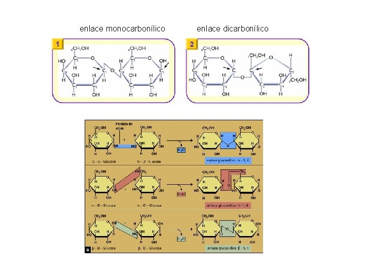 enlace monocarbonílico enlace dicarbonílico 