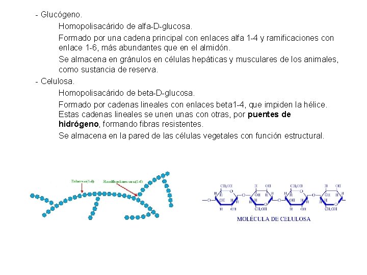 - Glucógeno. Homopolisacárido de alfa-D-glucosa. Formado por una cadena principal con enlaces alfa 1