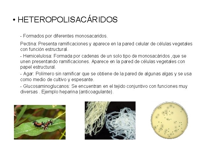  • HETEROPOLISACÁRIDOS - Formados por diferentes monosacaridos. Pectina: Presenta ramificaciones y aparece en