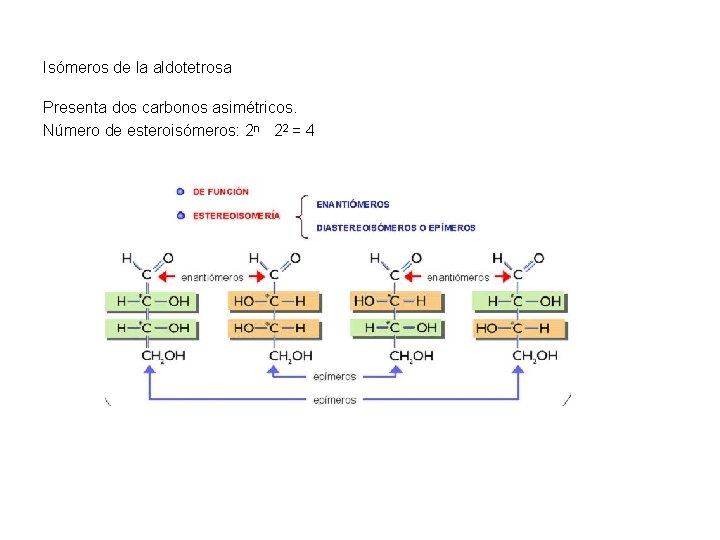 Isómeros de la aldotetrosa Presenta dos carbonos asimétricos. Número de esteroisómeros: 2 n 22