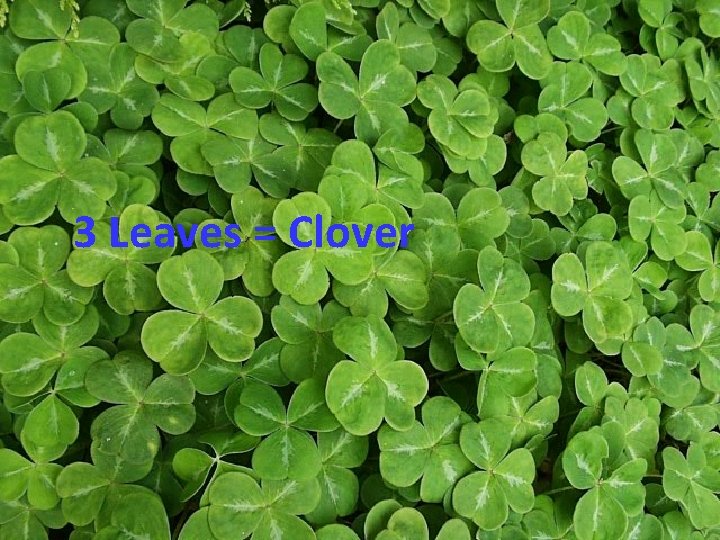 3 Leaves = Clover 