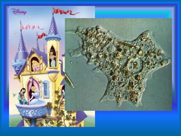 The Magical world of… Protists 