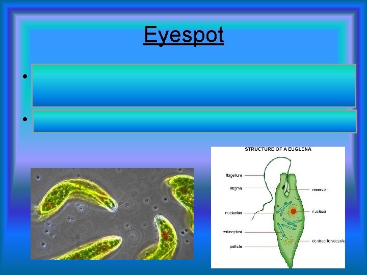 Eyespot • Euglena have eyespots which allow them to sense light • Allows organism