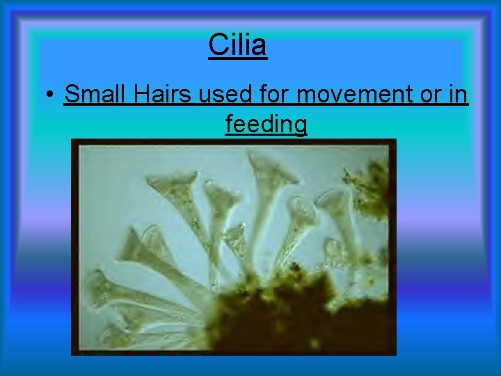 Cilia • Small Hairs used for movement or in feeding 