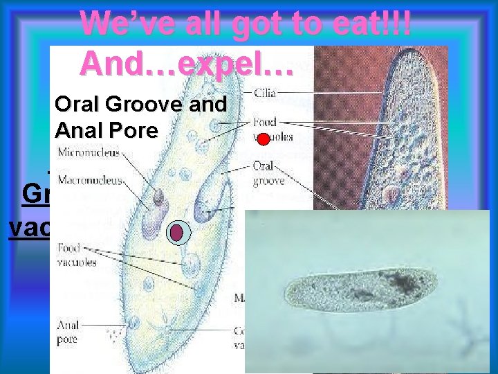 We’ve all got to eat!!! And…expel… Oral Groove and Anal Pore Food goes in