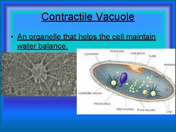 Contractile Vacuole • An organelle that helps the cell maintain water balance. 