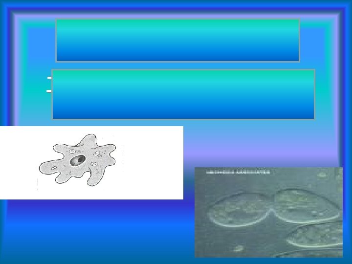 Protists often reproduce by Binary fission This is when they divide in two 