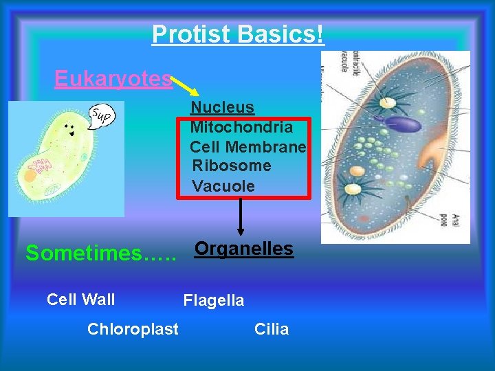Protist Basics! Eukaryotes Nucleus Mitochondria Cell Membrane Ribosome Vacuole Sometimes…. . Organelles Cell Wall