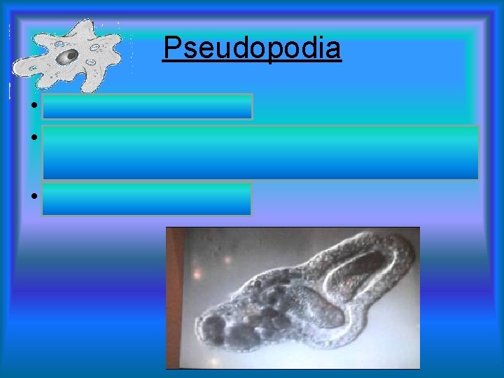 Pseudopodia • Means “false foot” • Part of the Protist’s body extends or reaches