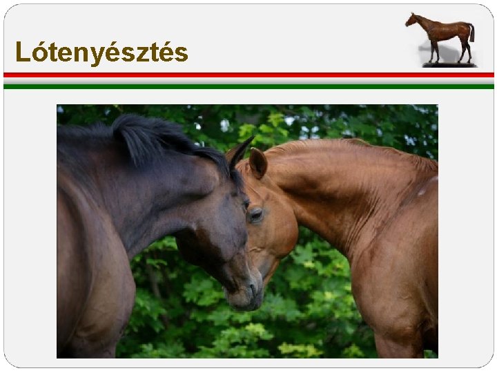 Lótenyésztés Lótenyésztés