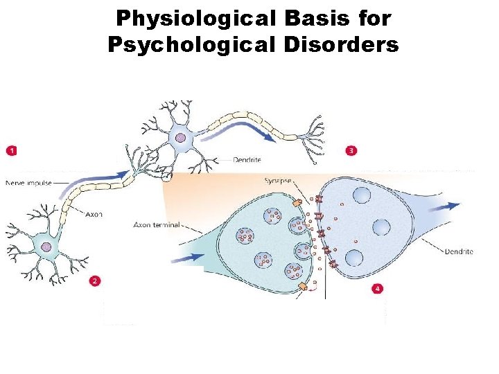 Physiological Basis for Psychological Disorders 21 