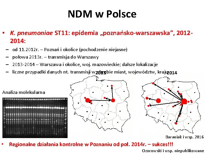 NDM w Polsce • K. pneumoniae ST 11: epidemia „poznańsko-warszawska”, 20122014: – – od