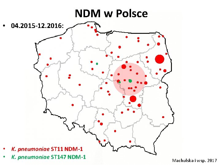 NDM w Polsce • 04. 2015 -12. 2016: • K. pneumoniae ST 11 NDM-1