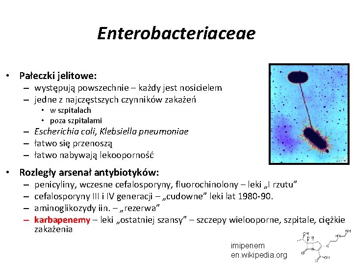 Enterobacteriaceae • Pałeczki jelitowe: – występują powszechnie – każdy jest nosicielem – jedne z