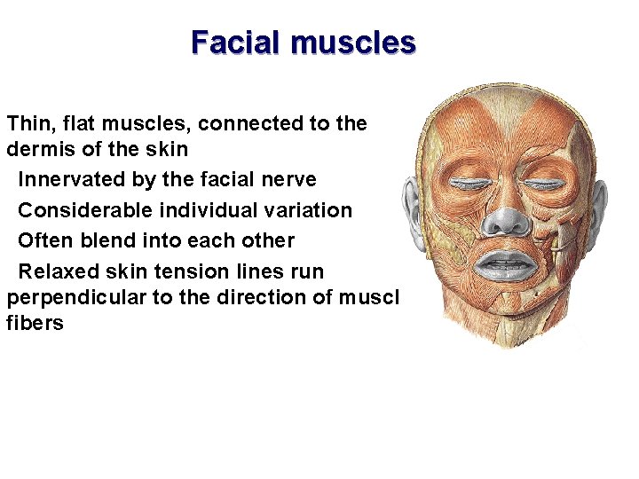 Facial muscles Thin, flat muscles, connected to the dermis of the skin Innervated by
