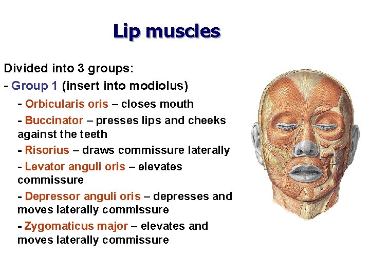 Lip muscles Divided into 3 groups: - Group 1 (insert into modiolus) - Orbicularis