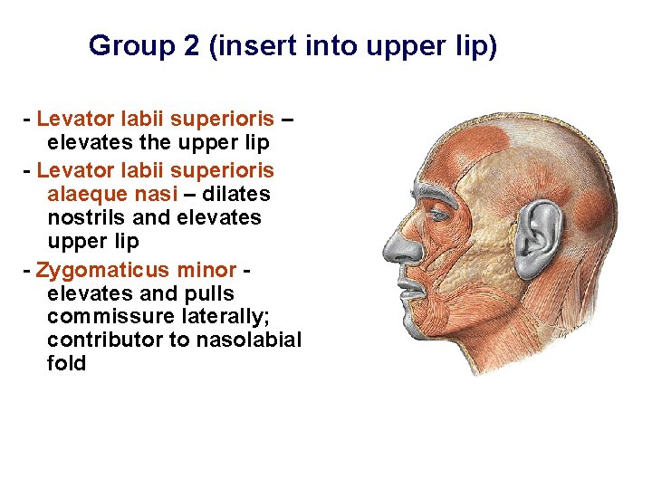 Group 2 (insert into upper lip) - Levator labii superioris – elevates the upper