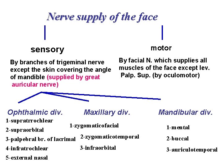 Nerve supply of the face motor sensory By branches of trigeminal nerve except the