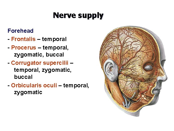 Nerve supply Forehead - Frontalis – temporal - Procerus – temporal, zygomatic, buccal -
