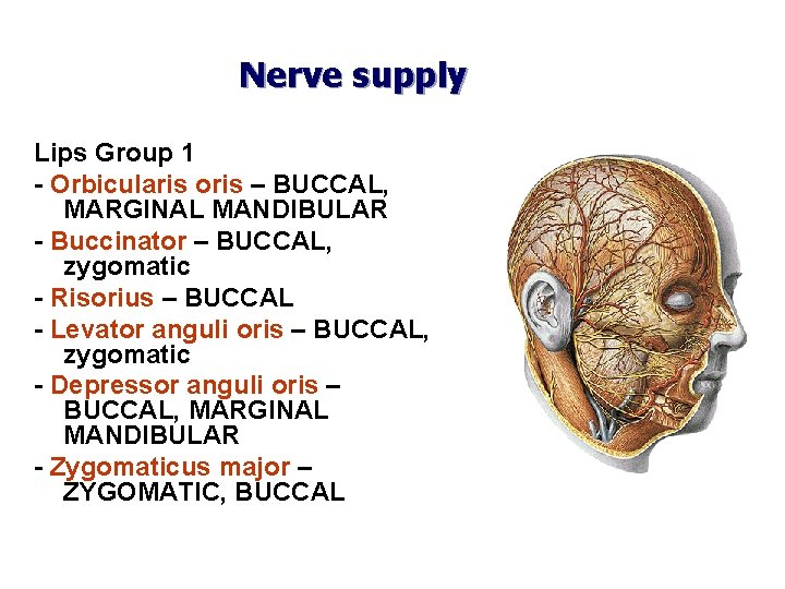 Nerve supply Lips Group 1 - Orbicularis oris – BUCCAL, MARGINAL MANDIBULAR - Buccinator