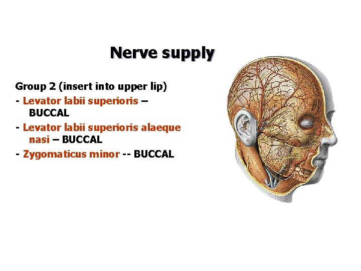 Nerve supply Group 2 (insert into upper lip) - Levator labii superioris – BUCCAL