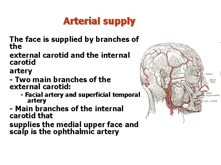 Arterial supply The face is supplied by branches of the external carotid and the