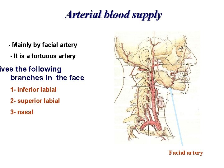 Arterial blood supply - Mainly by facial artery - It is a tortuous artery