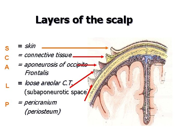 Layers of the scalp S C A = skin = connective tissue = aponeurosis