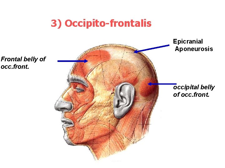 3) Occipito-frontalis Epicranial Aponeurosis Frontal belly of occ. front. occipital belly of occ. front.