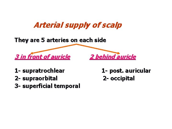Arterial supply of scalp They are 5 arteries on each side 3 in front