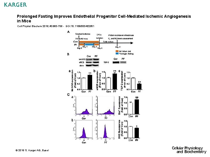 Prolonged Fasting Improves Endothelial Progenitor Cell-Mediated Ischemic Angiogenesis in Mice Cell Physiol Biochem 2016;