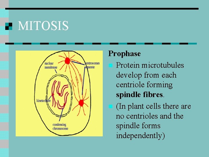 MITOSIS Prophase n Protein microtubules develop from each centriole forming spindle fibres. n (In