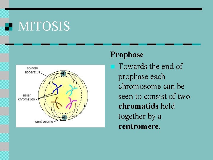 MITOSIS Prophase n Towards the end of prophase each chromosome can be seen to