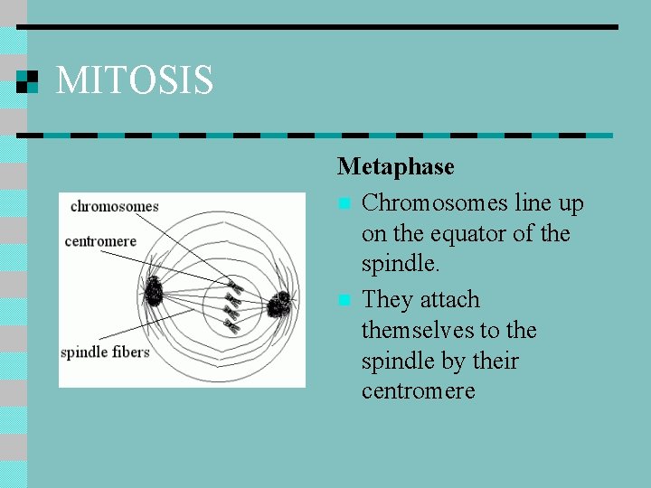 MITOSIS Metaphase n Chromosomes line up on the equator of the spindle. n They