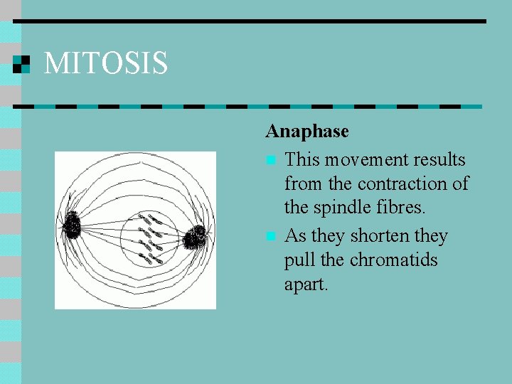 MITOSIS Anaphase n This movement results from the contraction of the spindle fibres. n