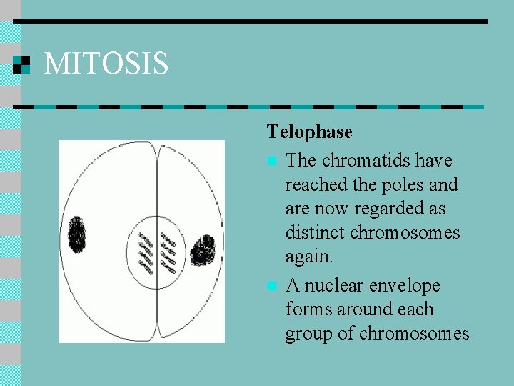 MITOSIS Telophase n The chromatids have reached the poles and are now regarded as