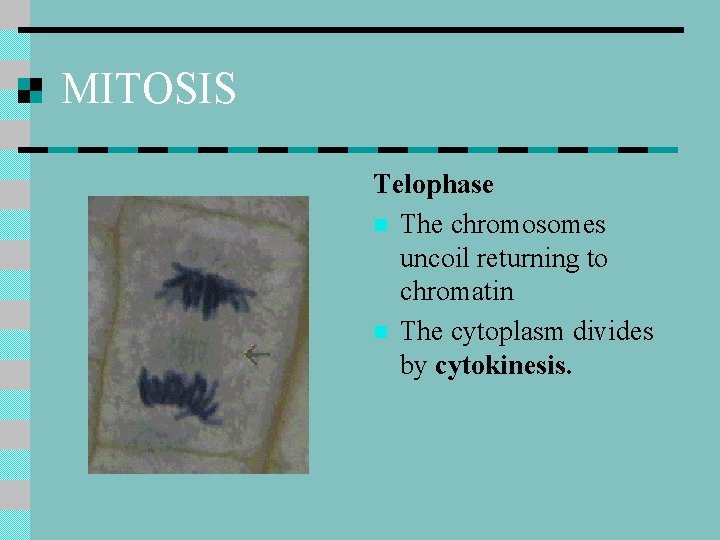 MITOSIS Telophase n The chromosomes uncoil returning to chromatin n The cytoplasm divides by