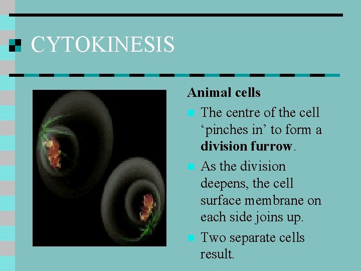 CYTOKINESIS Animal cells n The centre of the cell ‘pinches in’ to form a
