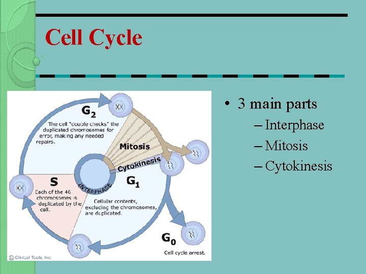 Cell Cycle • 3 main parts – Interphase – Mitosis – Cytokinesis 