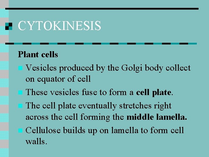 CYTOKINESIS Plant cells n Vesicles produced by the Golgi body collect on equator of