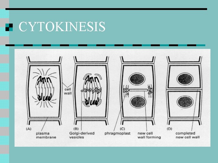 CYTOKINESIS 