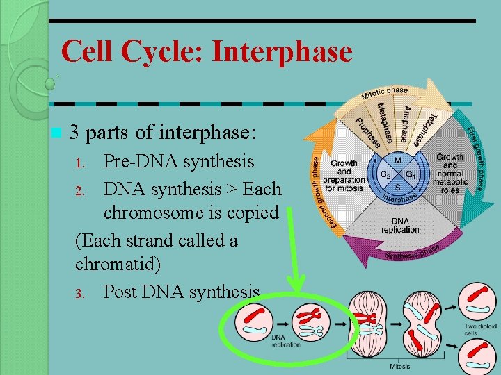 Cell Cycle: Interphase n 3 parts of interphase: Pre-DNA synthesis 2. DNA synthesis >