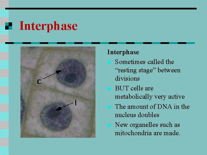 Interphase n Sometimes called the “resting stage” between divisions n BUT cells are metabolically