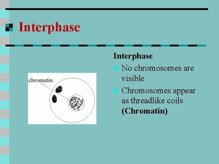 Interphase n No chromosomes are visible n Chromosomes appear as threadlike coils (Chromatin) 