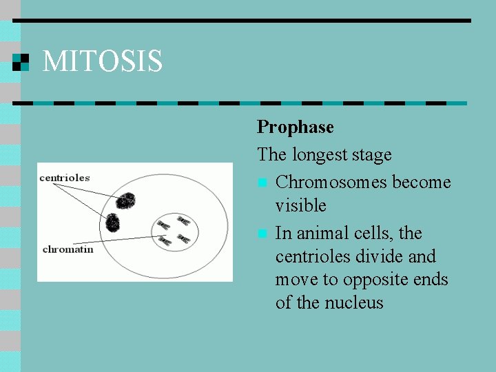 MITOSIS Prophase The longest stage n Chromosomes become visible n In animal cells, the