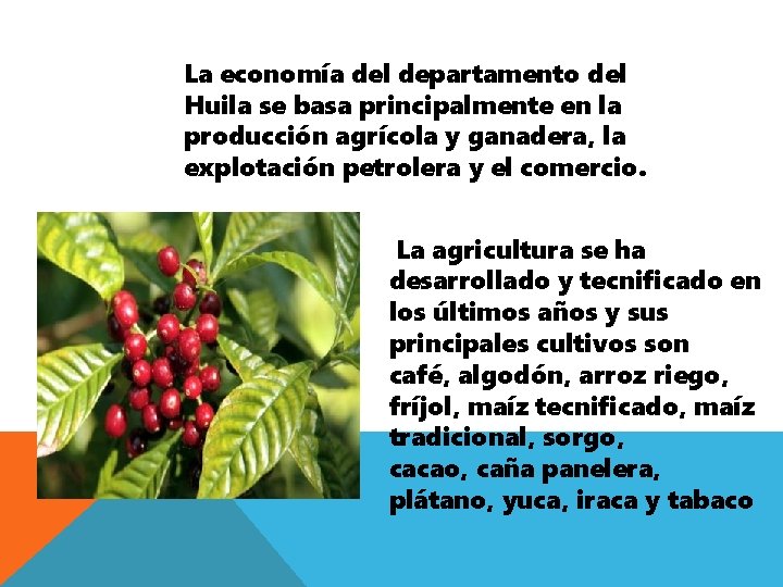 La economía del departamento del Huila se basa principalmente en la producción agrícola y