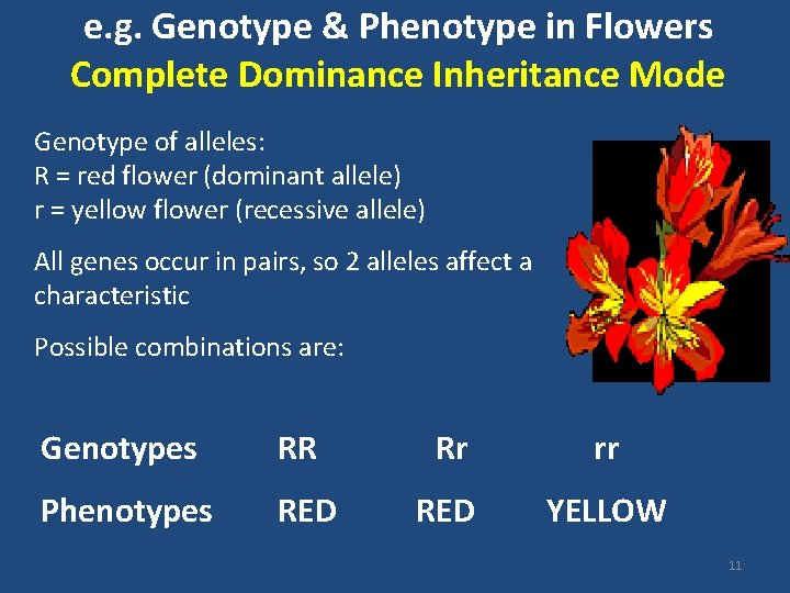 e. g. Genotype & Phenotype in Flowers Complete Dominance Inheritance Mode Genotype of alleles: