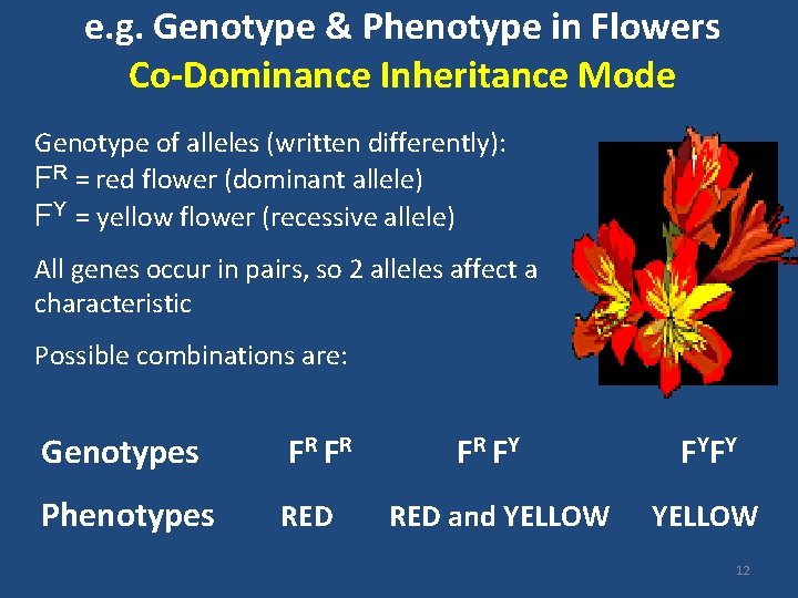e. g. Genotype & Phenotype in Flowers Co-Dominance Inheritance Mode Genotype of alleles (written